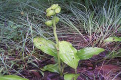 Geodorum densiflorum